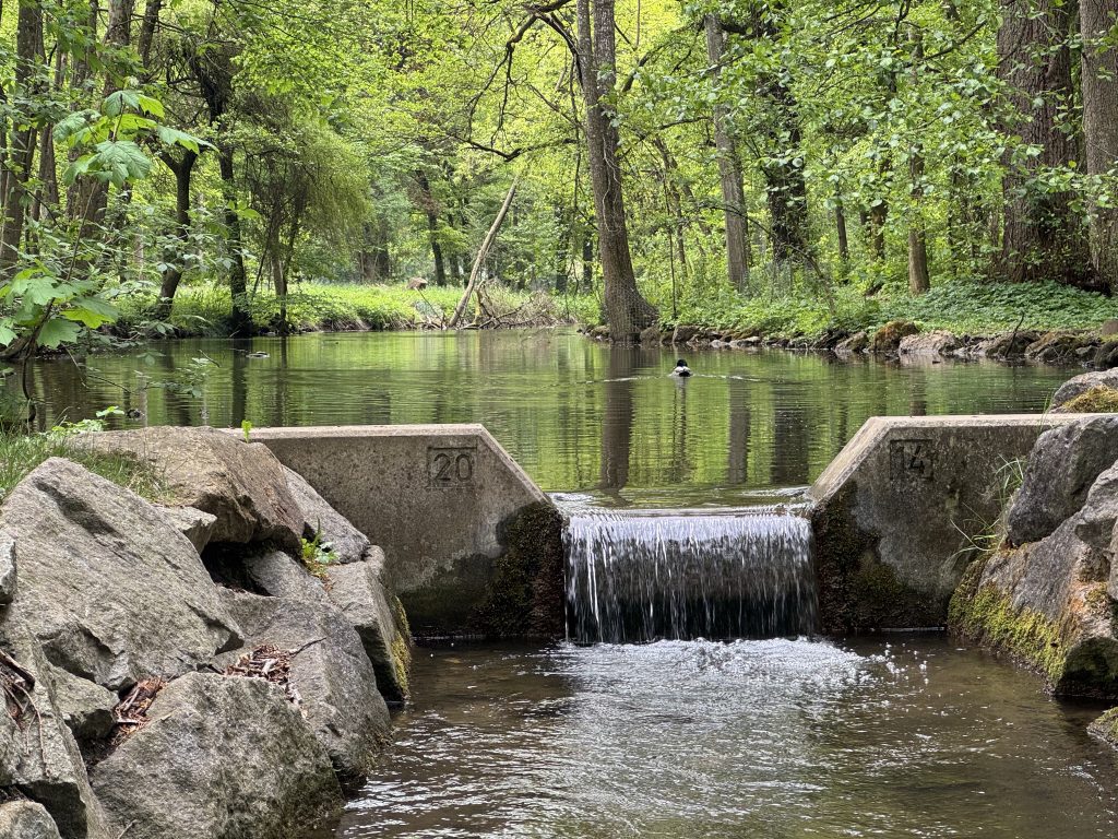 Wasserlauf im Luitpoldbpark